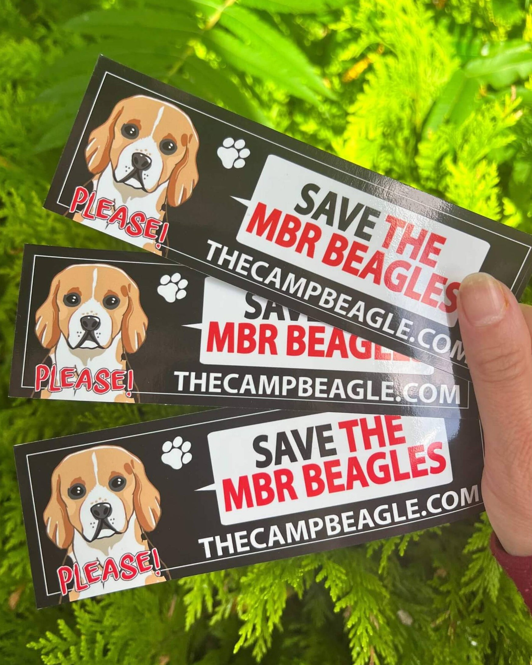 Fan of 3 Save The MBR Beagles Window Clings . Fundraising for camp beagle. by Viva La Vegan