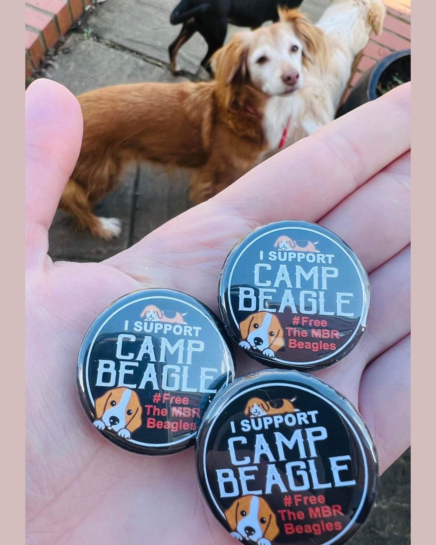 Camp beagle supporter badges shown on a hand surrounded by dogs By Viva La Vegan