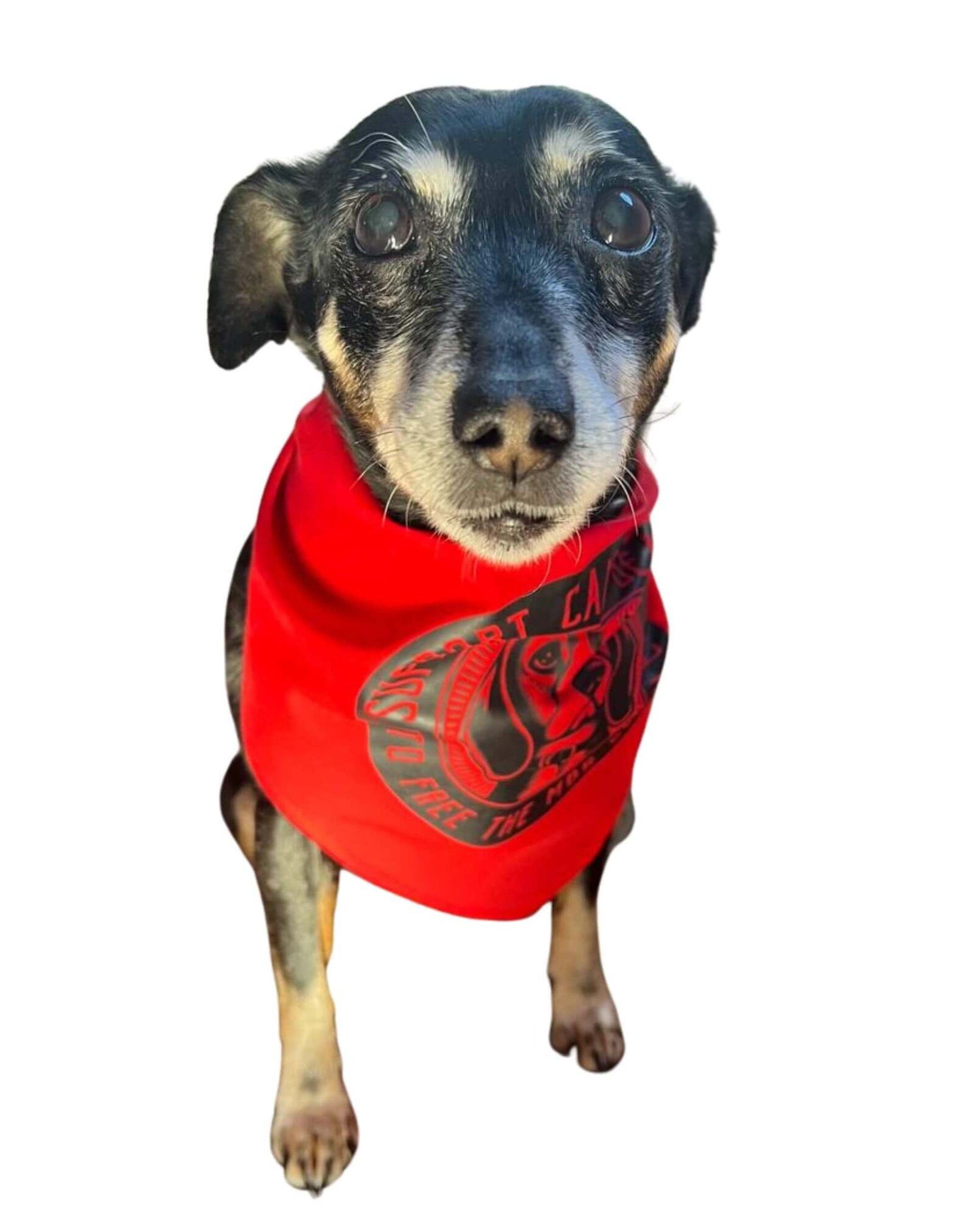 Camp Beagle Bandana - Help Free The MBR Beagles