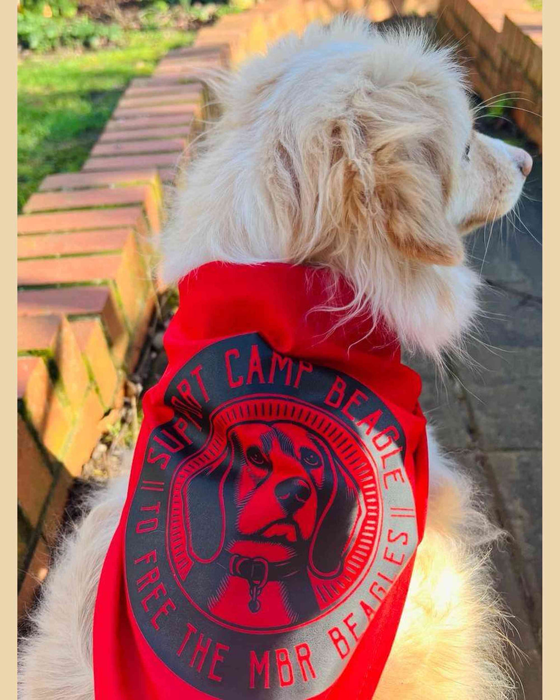 Camp Beagle Bandana - Help Free The MBR Beagles