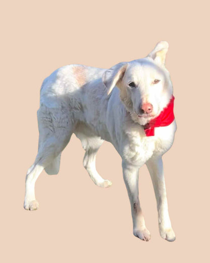Camp Beagle Bandana - Help Free The MBR Beagles