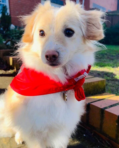 Camp Beagle Bandana - Help Free The MBR Beagles